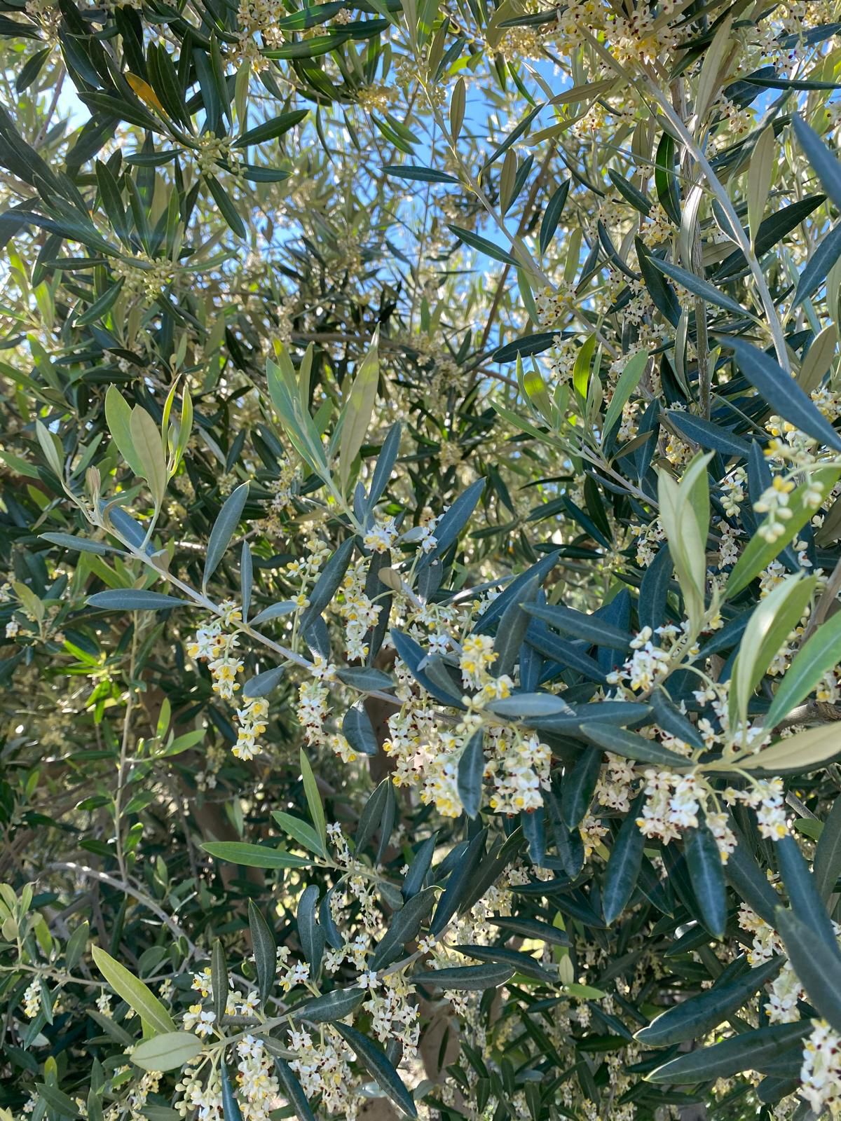Paisaje de olivos de Jaén