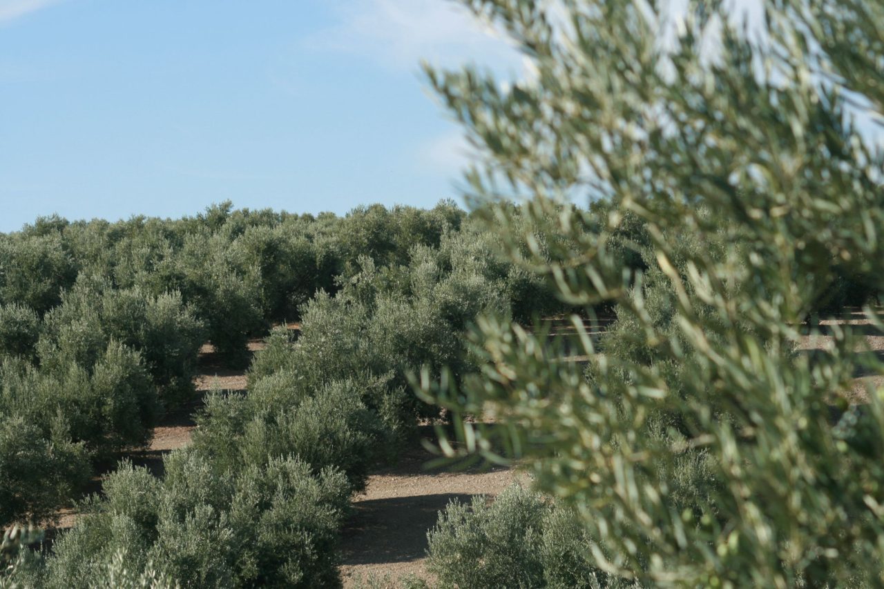 Olivar de Jaén